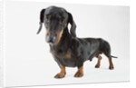 Cute Dachshund by Anonymous