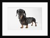 Cute Dachshund by Anonymous