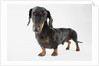 Cute Dachshund by Anonymous