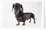 Cute Dachshund by Anonymous