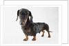 Cute Dachshund by Anonymous
