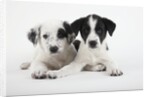 Two Puppies by Anonymous