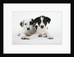 Two Puppies by Anonymous