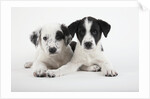 Two Puppies by Anonymous