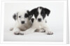 Two Puppies by Anonymous