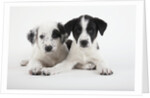 Two Puppies by Anonymous