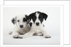 Two Puppies by Anonymous