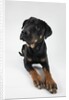 Pensive Dog by Anonymous