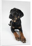 Pensive Dog by Anonymous