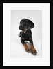 Pensive Dog by Anonymous