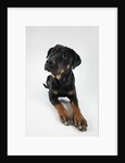 Pensive Dog by Anonymous