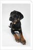 Pensive Dog by Anonymous