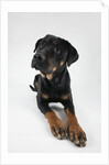 Pensive Dog by Anonymous