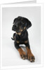 Pensive Dog by Anonymous