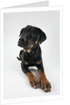 Pensive Dog by Anonymous