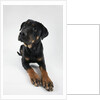 Pensive Dog by Anonymous
