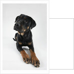 Pensive Dog by Anonymous