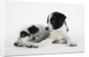 Two Puppies by Anonymous