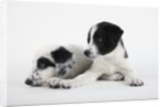 Two Puppies by Anonymous