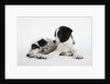 Two Puppies by Anonymous