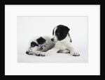 Two Puppies by Anonymous