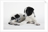 Two Puppies by Anonymous