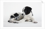 Two Puppies by Anonymous