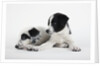 Two Puppies by Anonymous