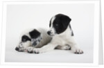 Two Puppies by Anonymous
