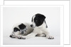 Two Puppies by Anonymous