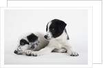 Two Puppies by Anonymous