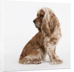 Sitting Dog by Anonymous