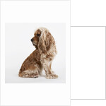 Sitting Dog by Anonymous