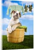 Bulldog Puppy in Laundry Basket by Anonymous