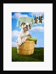 Bulldog Puppy in Laundry Basket by Anonymous