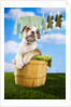 Bulldog Puppy in Laundry Basket by Anonymous