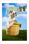 Bulldog Puppy in Laundry Basket by Anonymous