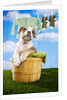 Bulldog Puppy in Laundry Basket by Anonymous