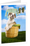 Bulldog Puppy in Laundry Basket by Anonymous