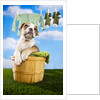 Bulldog Puppy in Laundry Basket by Anonymous