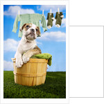 Bulldog Puppy in Laundry Basket by Anonymous