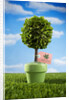 Miniature Tree in Pot by Anonymous