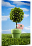 Miniature Tree in Pot by Anonymous