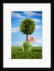 Miniature Tree in Pot by Anonymous