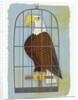 Bald Eagle Confined in Small Cage by Anonymous
