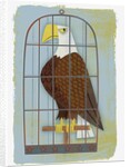 Bald Eagle Confined in Small Cage by Anonymous