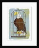 Bald Eagle Confined in Small Cage by Anonymous