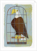 Bald Eagle Confined in Small Cage by Anonymous