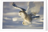 Snowy Owl in Flight Hunting by Anonymous