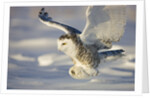 Snowy Owl in Flight Hunting by Anonymous